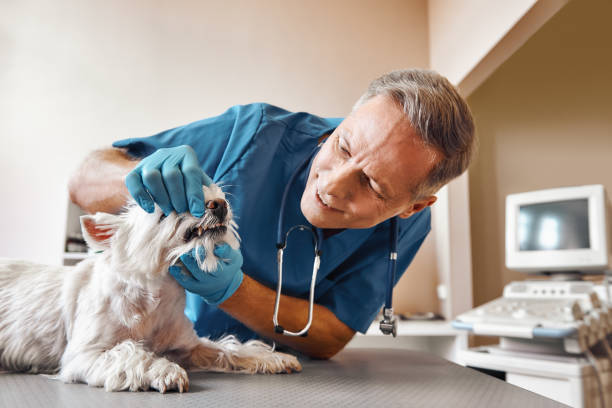 Best Emergency Treatment for Toothache in Sharpes, FL